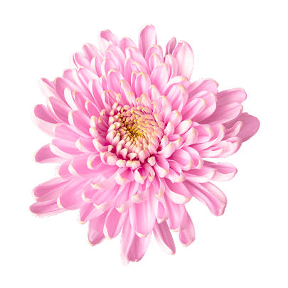 flower image
